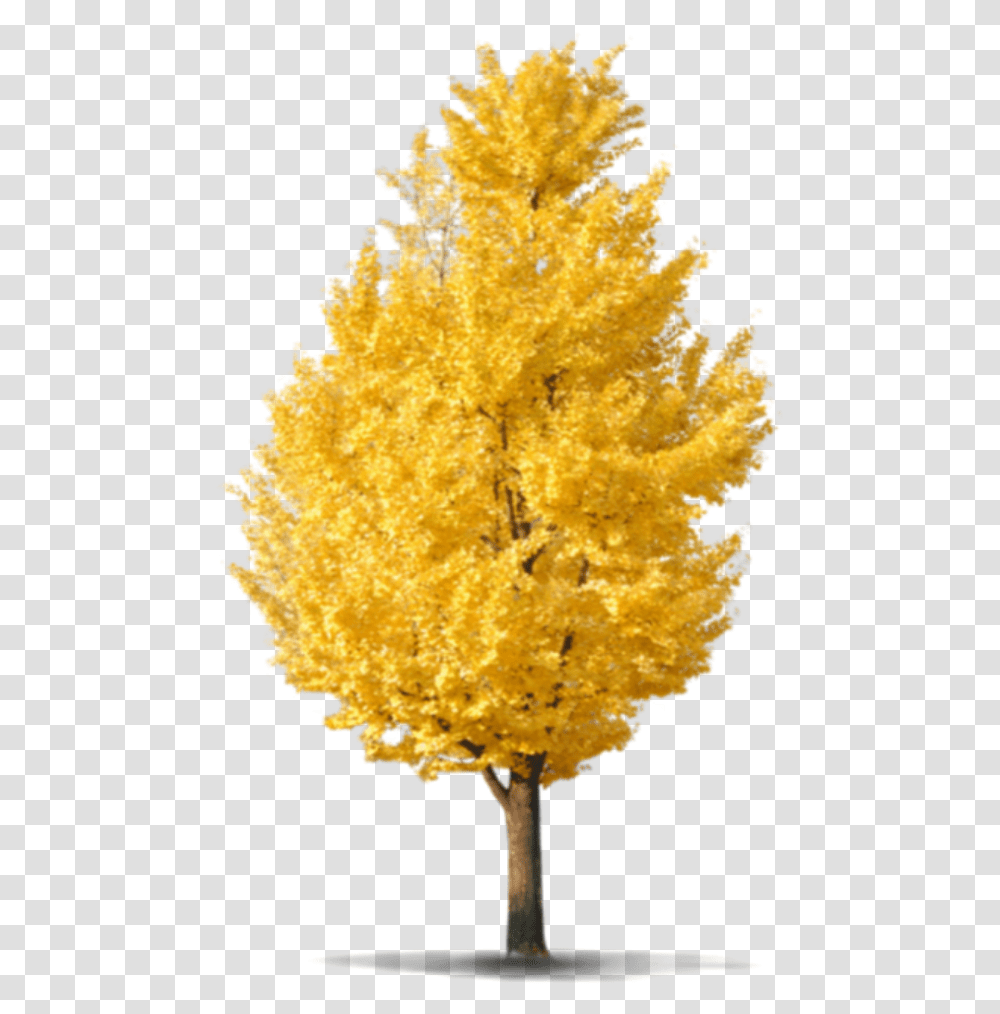 Beautiful Tree Icon And Background Image For Ginkgo, Plant, Pollen, Pineapple, Fruit Transparent Png