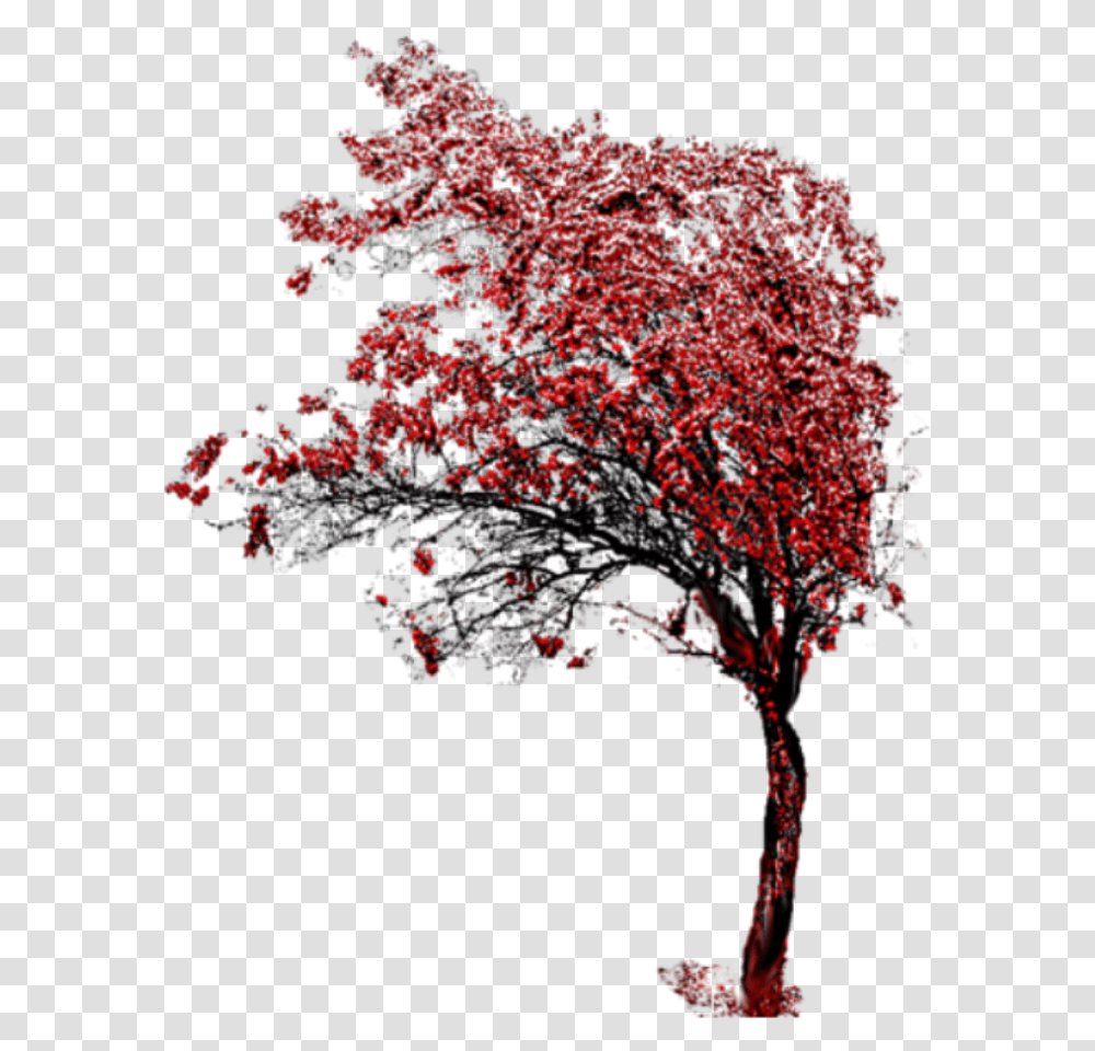 Beautiful Tree Icon And Background Photography, Plant, Leaf, Outdoors Transparent Png
