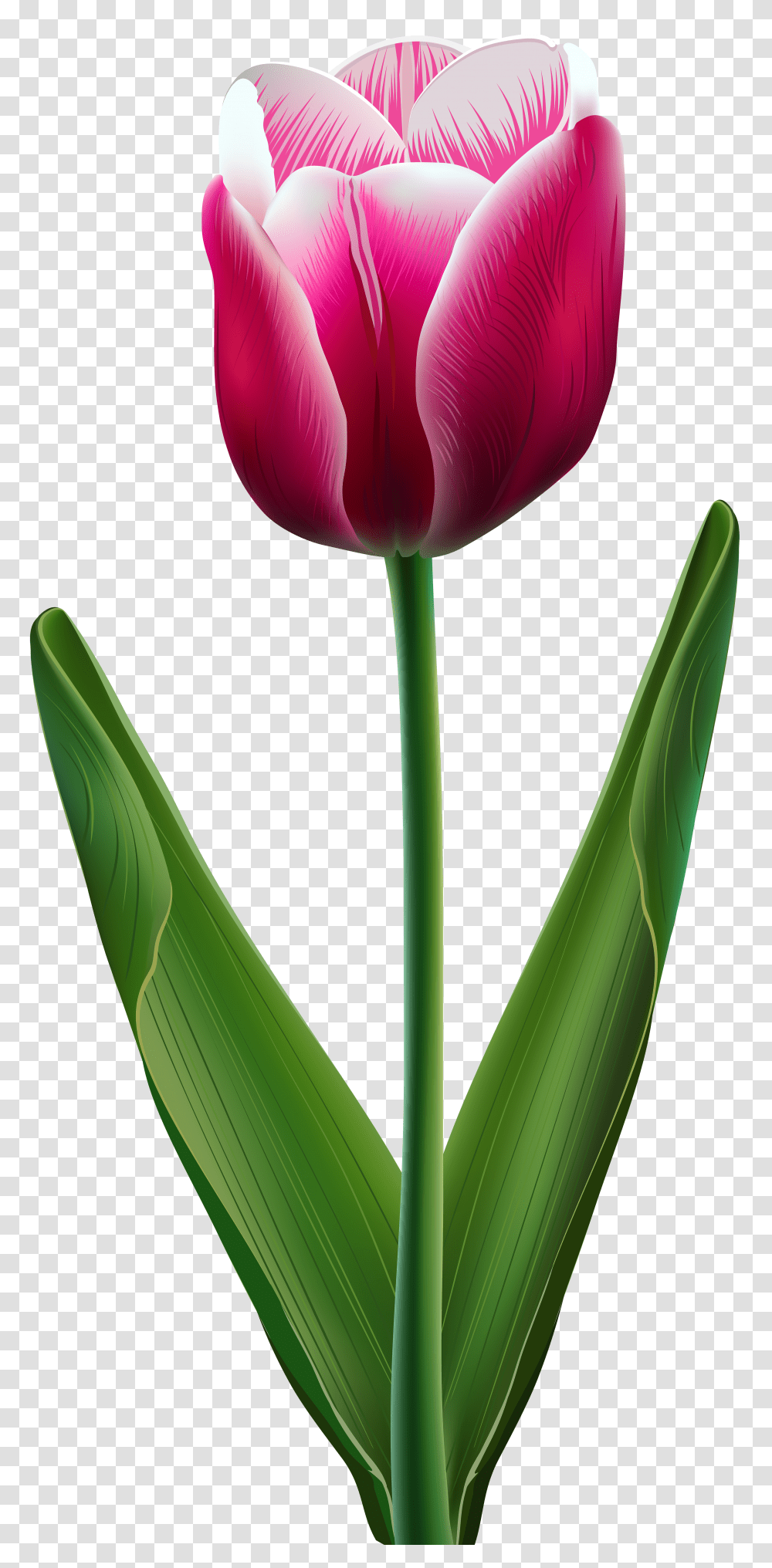 Beautiful Tulip Clip Art Gallery Transparent Png