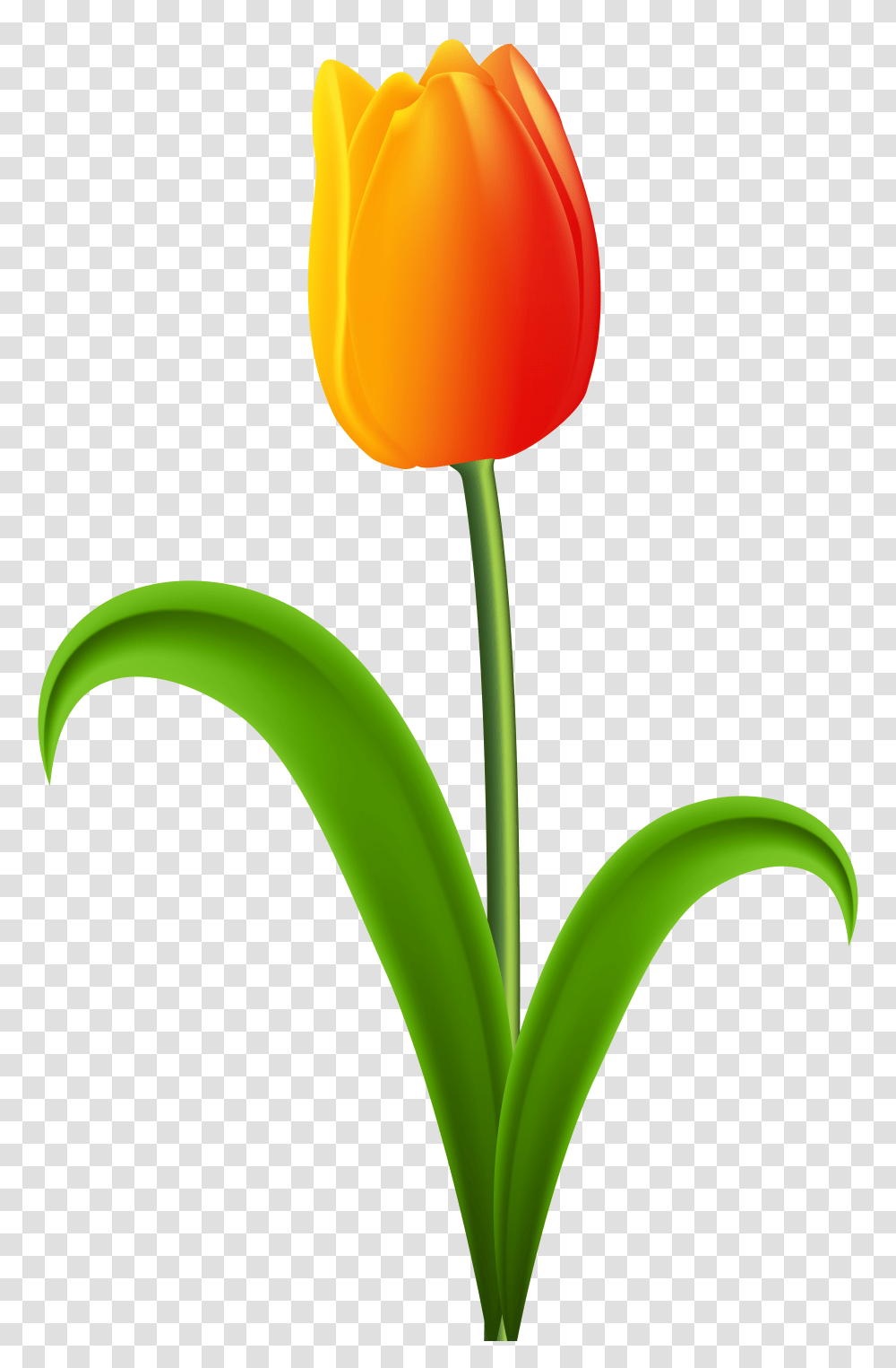 Beautiful Tulip Clip, Plant, Flower, Blossom, Rose Transparent Png