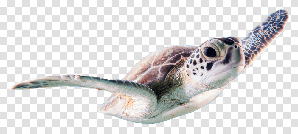 Beautiful Turtle Sea Animals Free Image Free Real Sea Animals Transparent Png