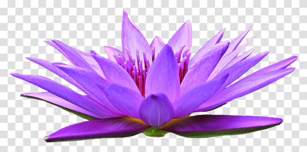 Beautiful Whatsapp Profile Photos Flowers, Plant, Lily, Blossom, Pond Lily Transparent Png