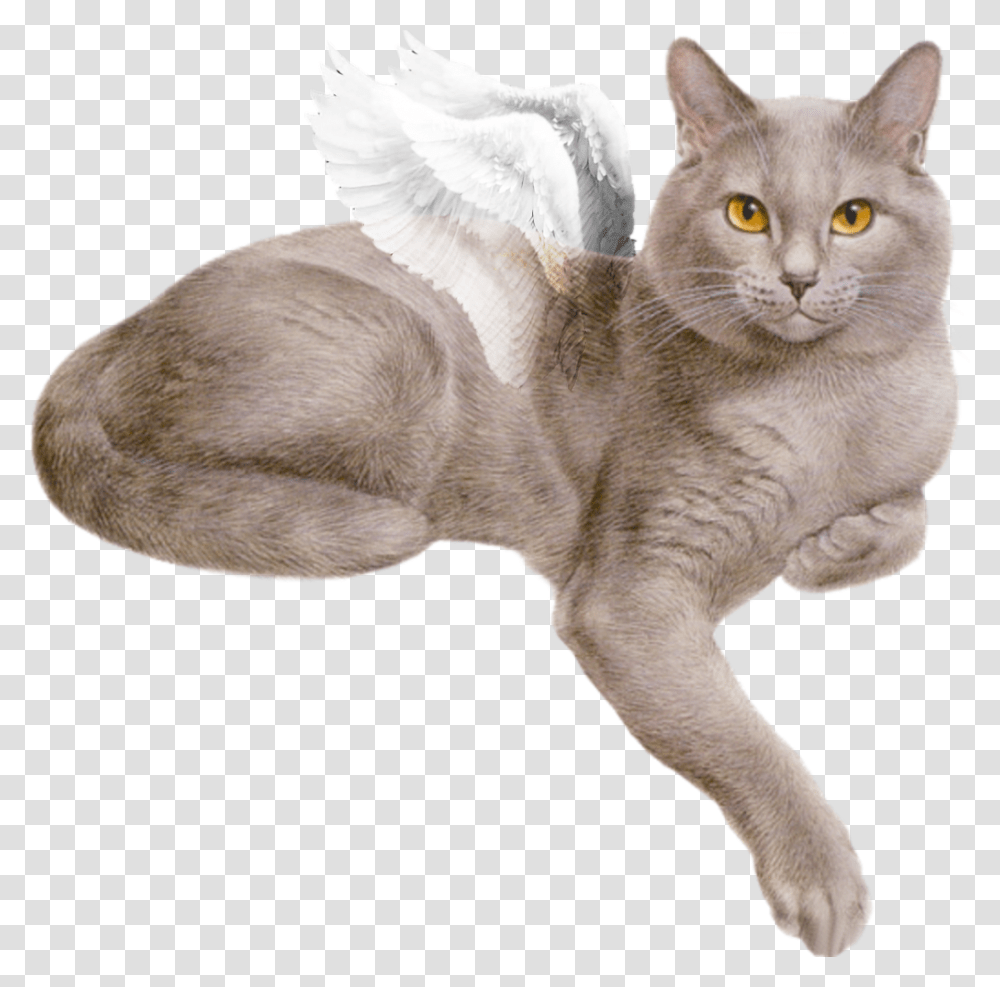 Beautiful White Fluffy Wings Flying Cat Gray Cat Gif, Manx, Pet, Mammal, Animal Transparent Png