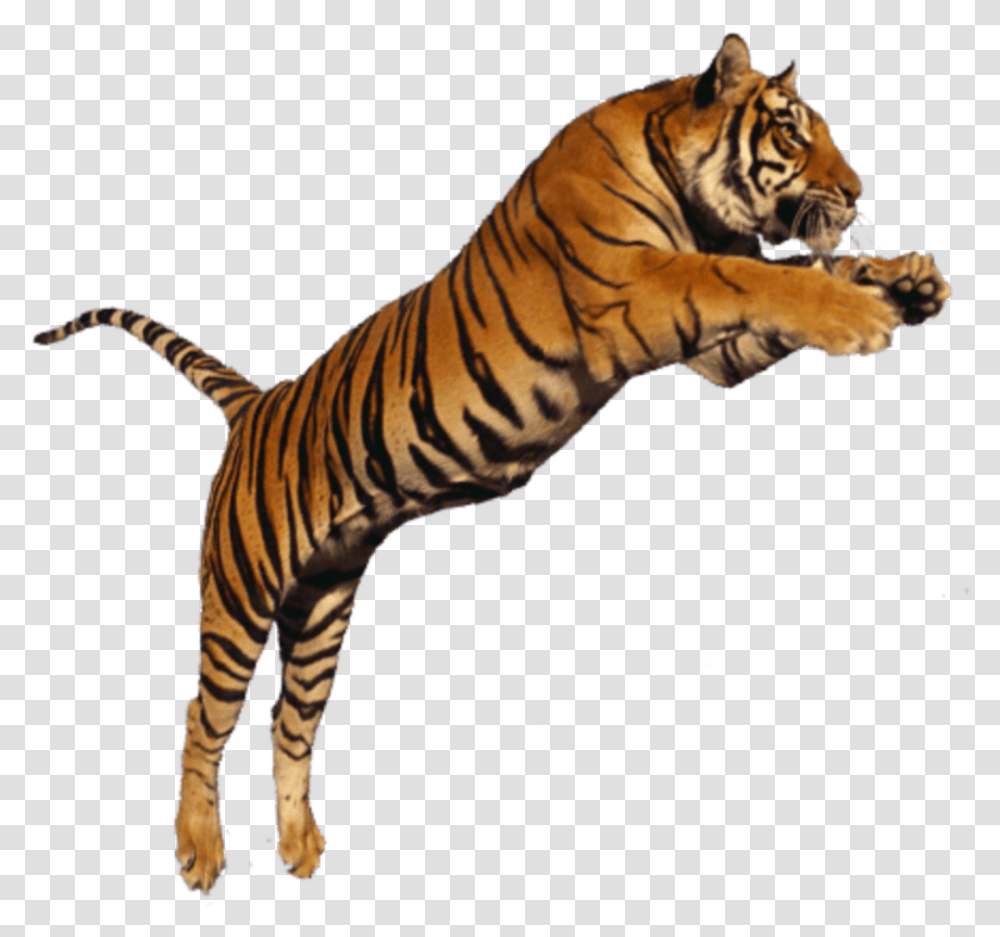 Beautiful White Orange Jumping Wild Animal Cat Subhash Chandra Bose With Tiger, Wildlife, Mammal, Zebra Transparent Png