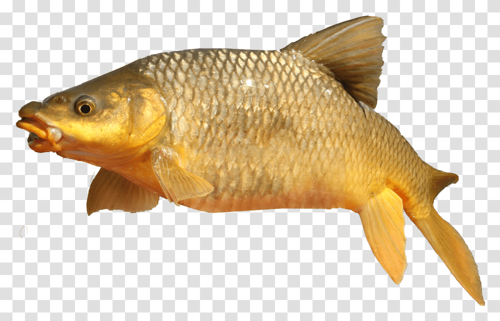 Beautiful Yellow Fish Yellow Fish Transparent Png