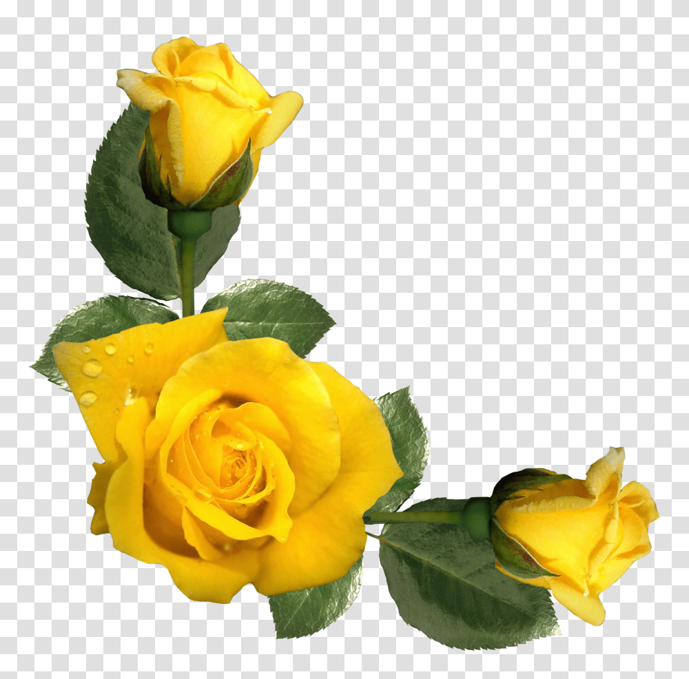 Beautiful Yellow Roses Decor, Flower, Plant, Blossom, Petal Transparent Png