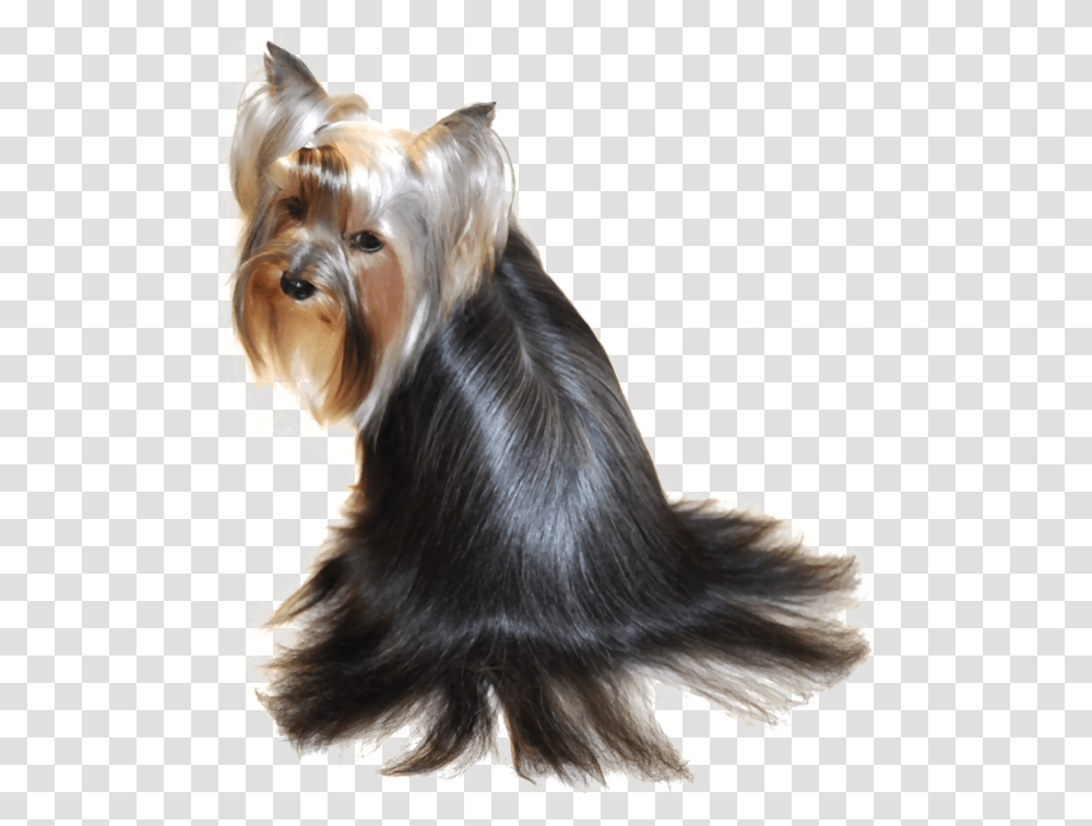 Beautiful Yorkie Hairstyles Australian Silky Terrier, Dog, Pet, Canine, Animal Transparent Png