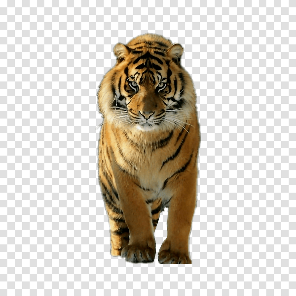 Beauty And A Beast Tiger Animal Beauty Beast Feline, Wildlife, Mammal Transparent Png