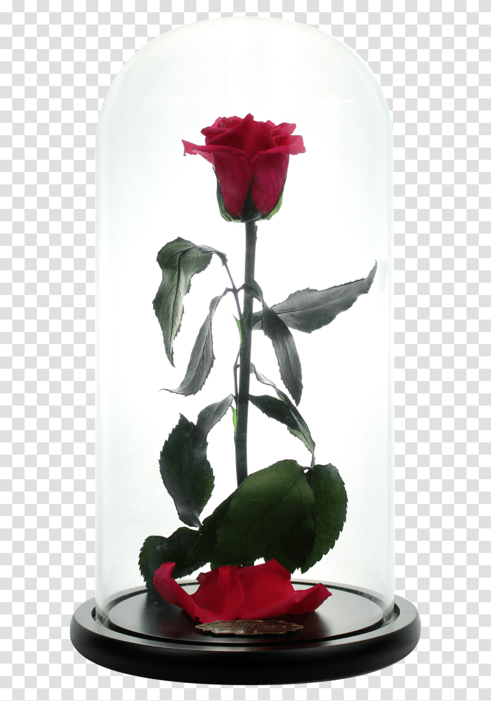Beauty And Beast Flower Case, Plant, Rose, Blossom, Leaf Transparent Png