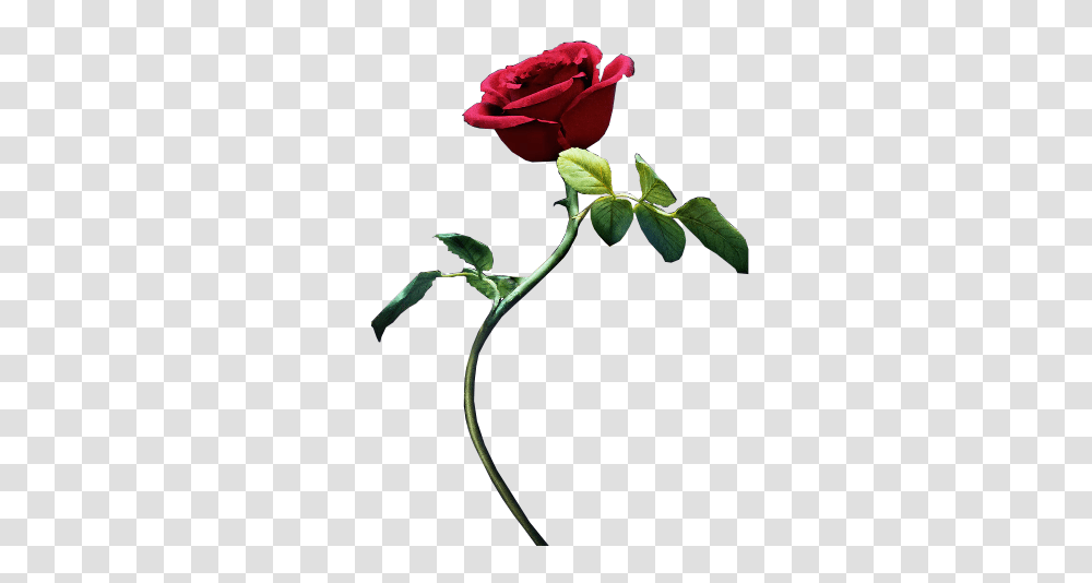 Beauty And The Beast Photos, Rose, Flower, Plant, Blossom Transparent Png