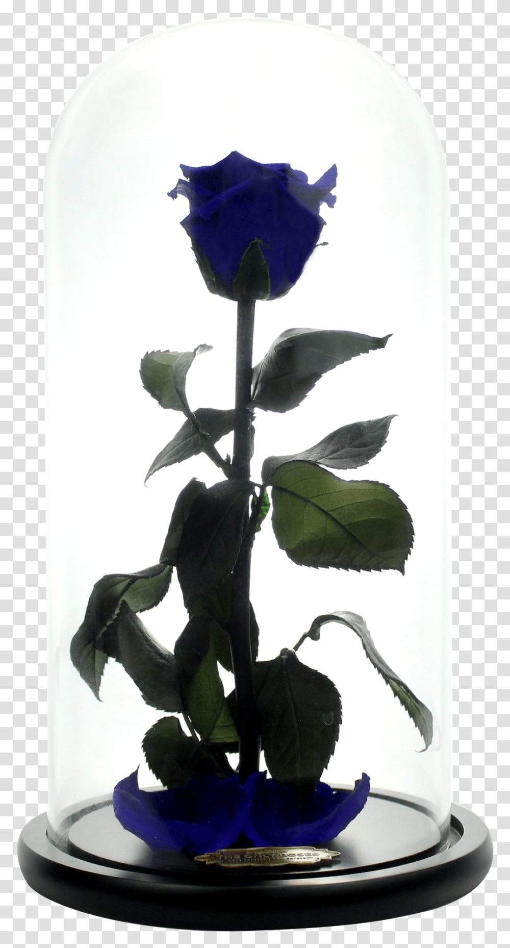 Beauty And The Beast Rose Blue Rose, Plant, Flower, Bird, Animal Transparent Png