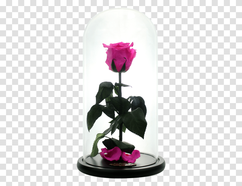 Beauty And The Beast Rose, Flower, Plant, Blossom, Petal Transparent Png