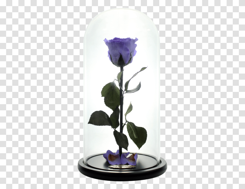 Beauty And The Beast Rose, Plant, Flower, Petal, Anemone Transparent Png