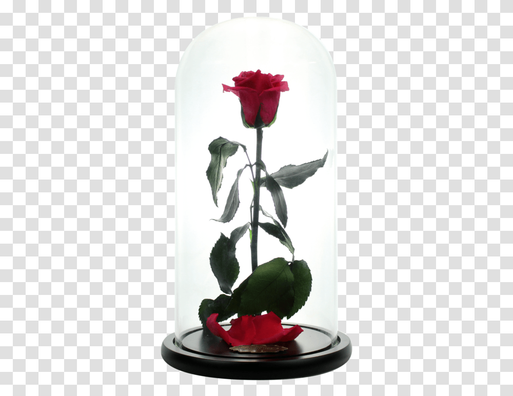Beauty And The Beast Rose Enchanted Rose Beasts Rose Person Human Sphere Bubble Transparent Png Pngset Com
