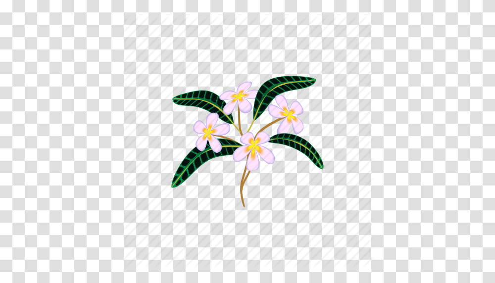 Beauty Blossom Cartoon Flower Nature Plumeria Tropical Icon, Plant, Floral Design, Pattern Transparent Png