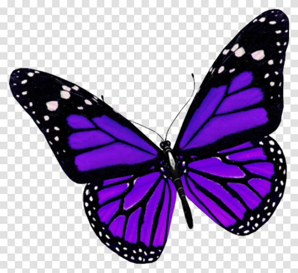 Beauty Butterfly Nature Purple Insect Creative Purple Butterfly, Invertebrate, Animal, Monarch Transparent Png