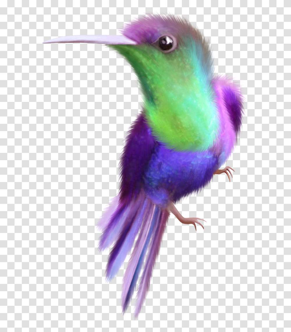 Beauty Hummingbird Free Clip Art Oh My Fiesta For Ladies, Animal, Beak, Bluebird, Parakeet Transparent Png