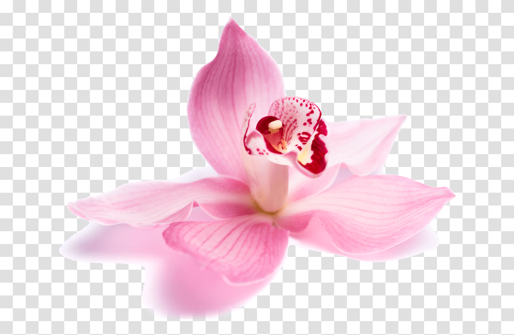 Beauty Parlour Flowers Download Beauty Parlour Flowers, Plant, Blossom, Orchid, Petal Transparent Png