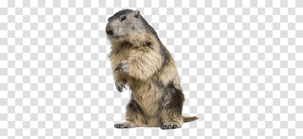 Beaver, Animals, Bear, Wildlife, Mammal Transparent Png