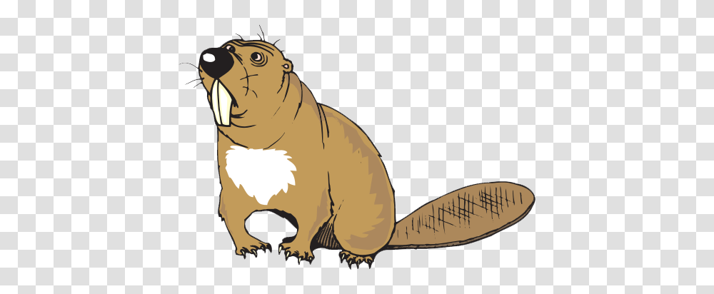 Beaver, Animals, Mammal, Rodent, Wildlife Transparent Png