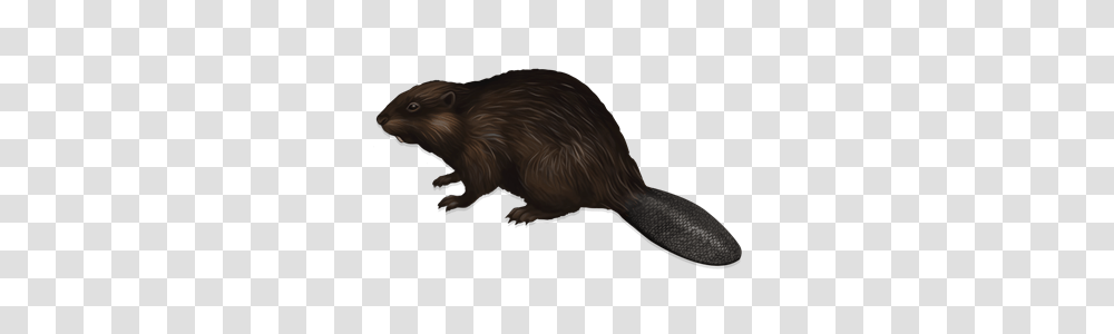 Beaver, Animals, Mammal, Rodent, Wildlife Transparent Png