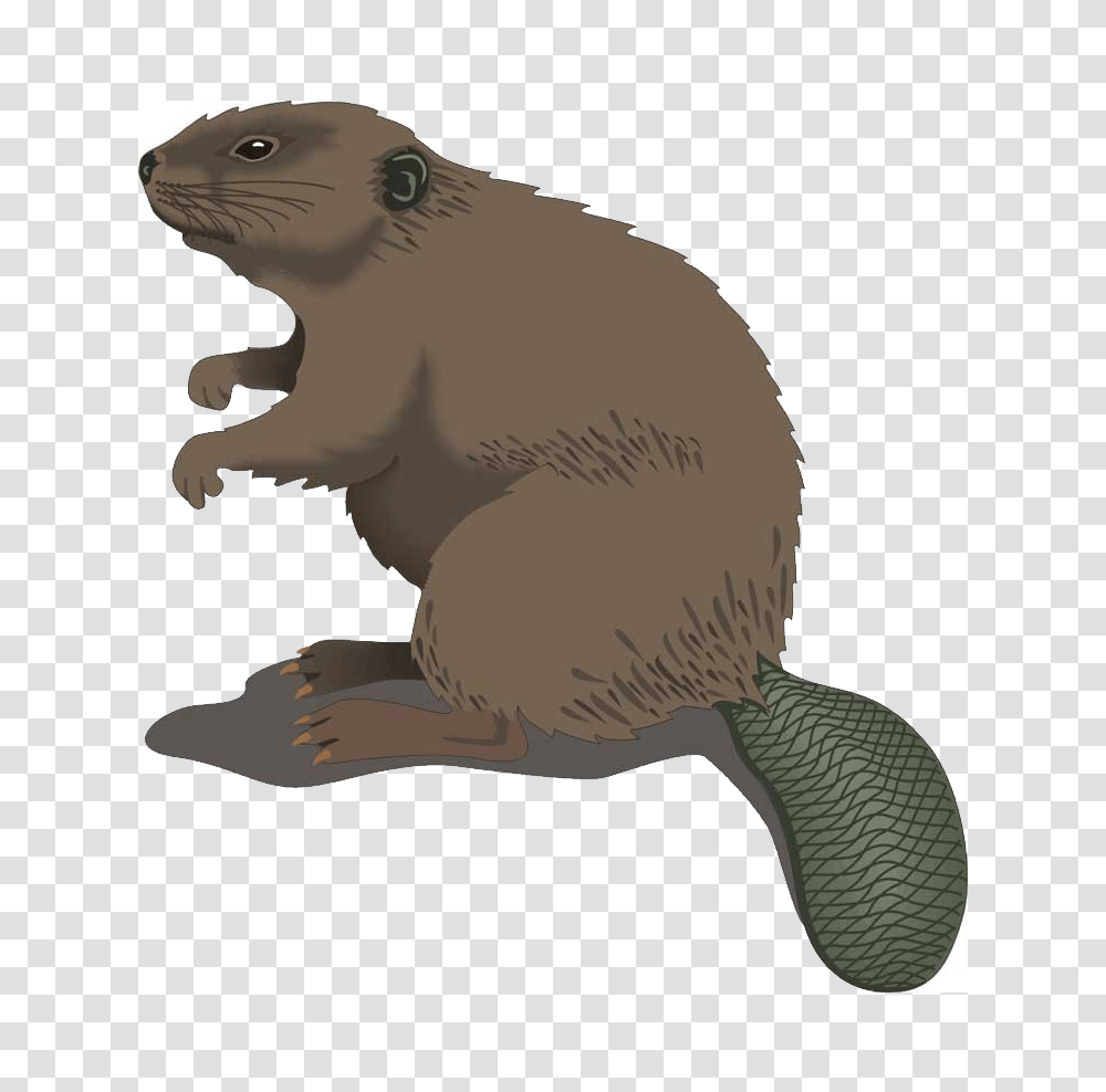 Beaver, Animals, Mammal, Rodent, Wildlife Transparent Png