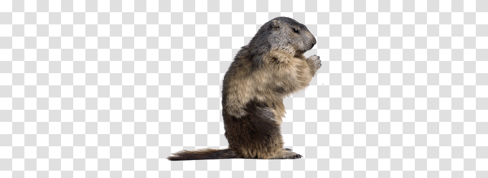 Beaver, Animals, Mammal, Wildlife, Rodent Transparent Png