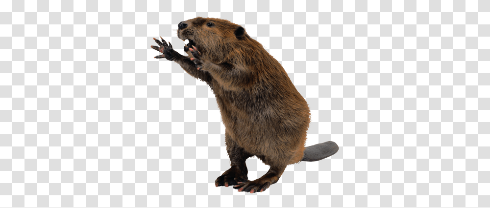 Beaver, Animals, Rodent, Mammal, Wildlife Transparent Png