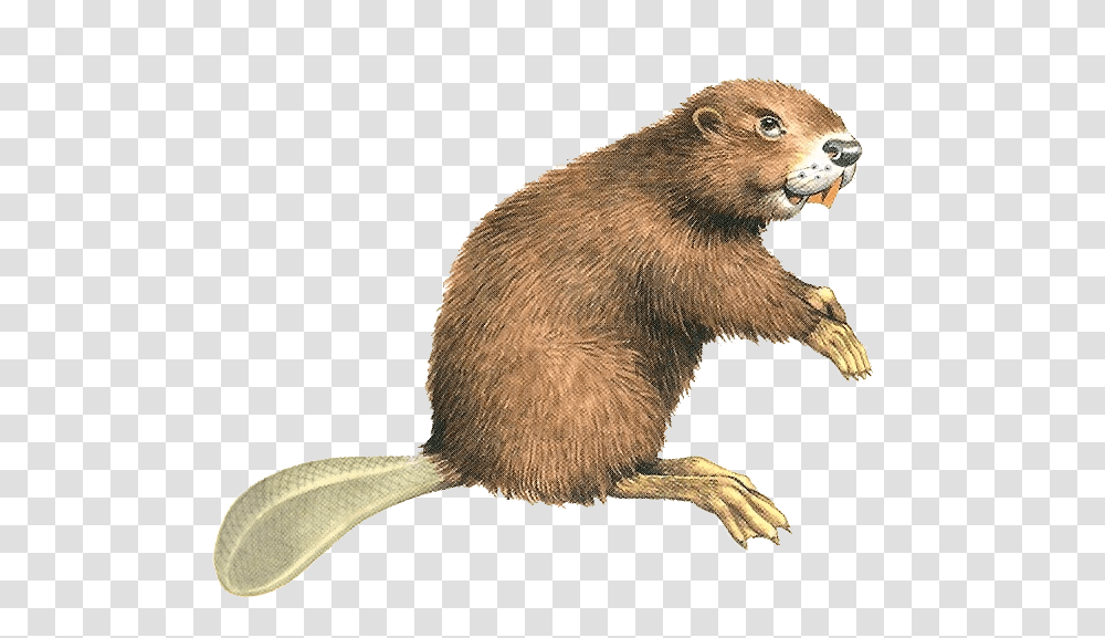 Beaver, Animals, Rodent, Mammal, Wildlife Transparent Png