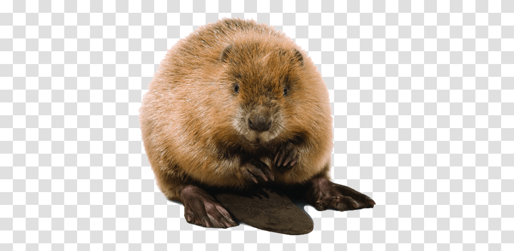 Beaver, Animals, Rodent, Mammal, Wildlife Transparent Png