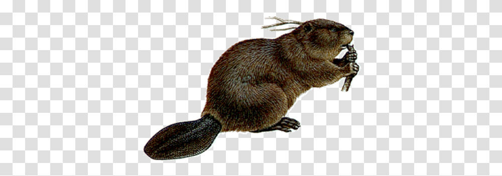 Beaver, Animals, Rodent, Mammal, Wildlife Transparent Png