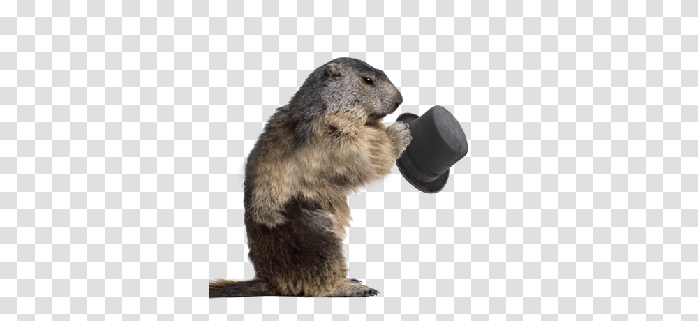 Beaver, Animals, Rodent, Mammal, Wildlife Transparent Png