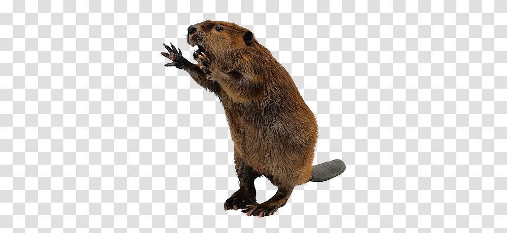 Beaver, Animals, Rodent, Mammal, Wildlife Transparent Png