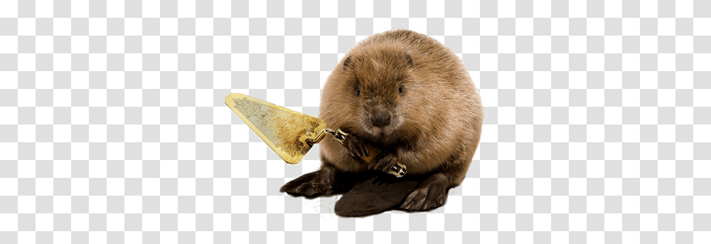 Beaver, Animals, Rodent, Mammal, Wildlife Transparent Png