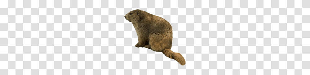 Beaver, Animals, Rodent, Mammal, Wildlife Transparent Png