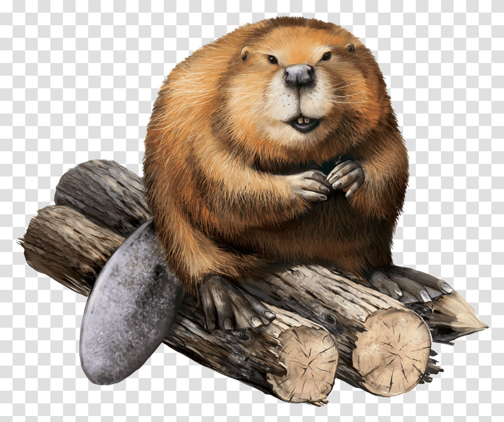Beaver, Animals Transparent Png