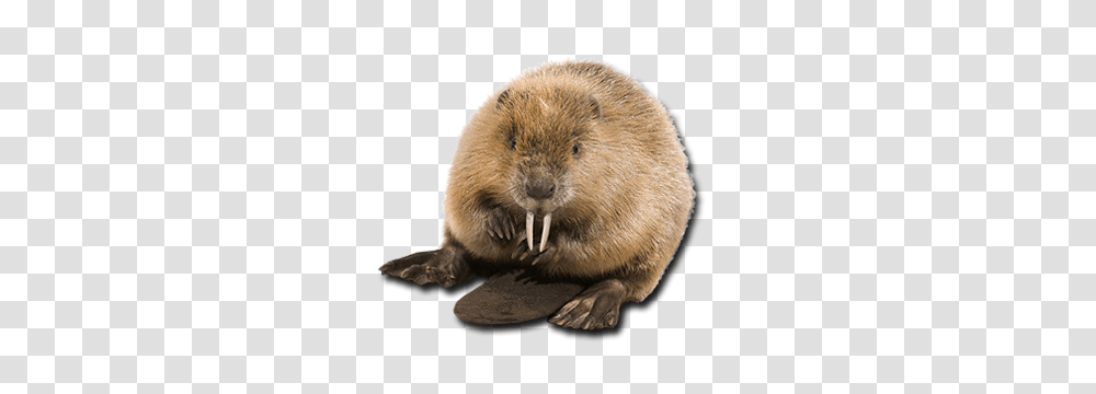 Beaver, Animals, Wildlife, Rodent, Mammal Transparent Png