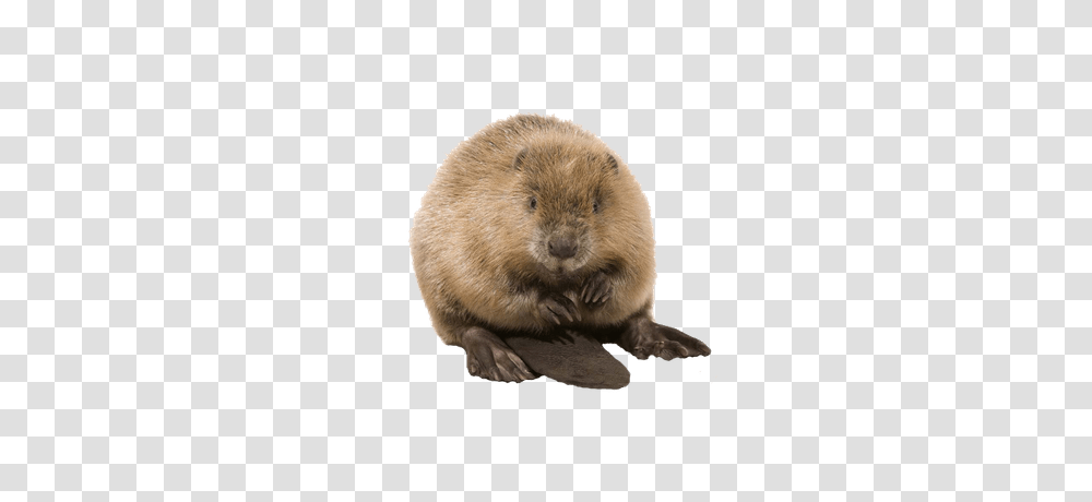 Beaver, Animals, Wildlife, Rodent, Mammal Transparent Png