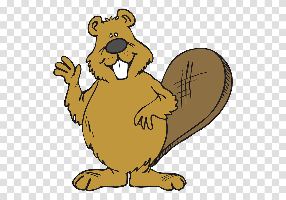 Beaver, Animals, Wildlife, Rodent, Mammal Transparent Png