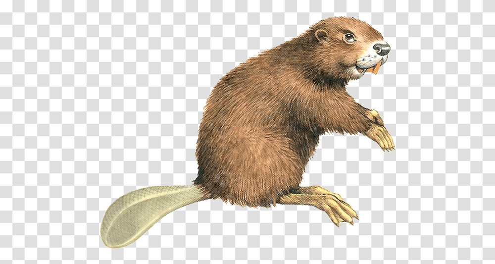Beaver Background Beaver, Rodent, Mammal, Animal, Wildlife Transparent Png
