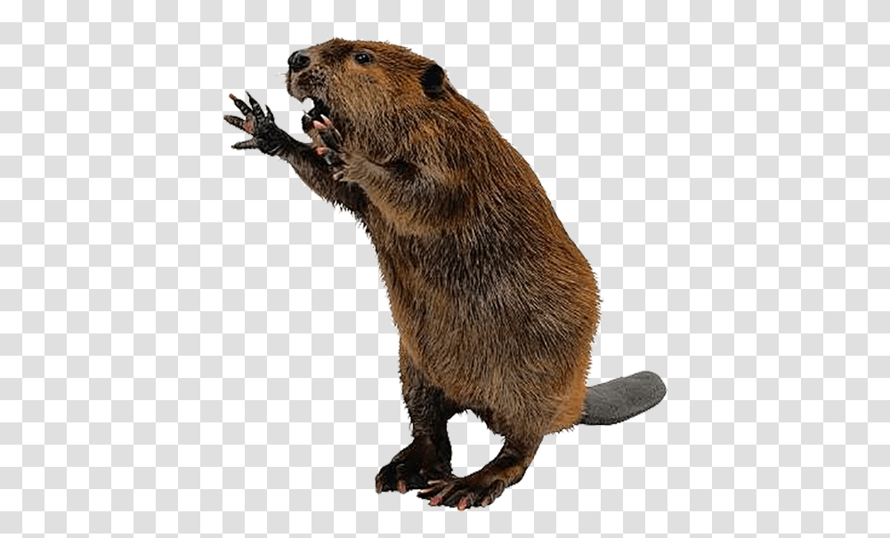 Beaver Beaver, Rodent, Mammal, Animal, Wildlife Transparent Png