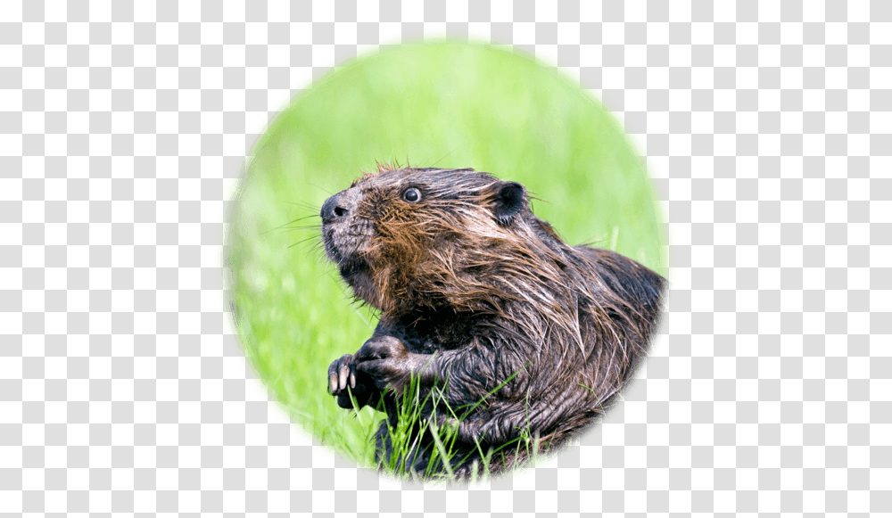 Beaver Canada Animal, Bird, Rodent, Mammal, Wildlife Transparent Png
