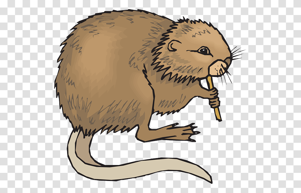 Beaver Clipart Nutria, Mammal, Animal, Rodent, Wildlife Transparent Png