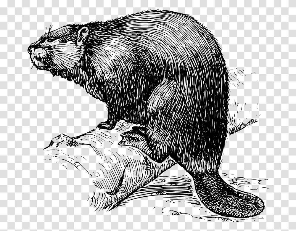 Beaver Image Black And White, Gray, World Of Warcraft Transparent Png