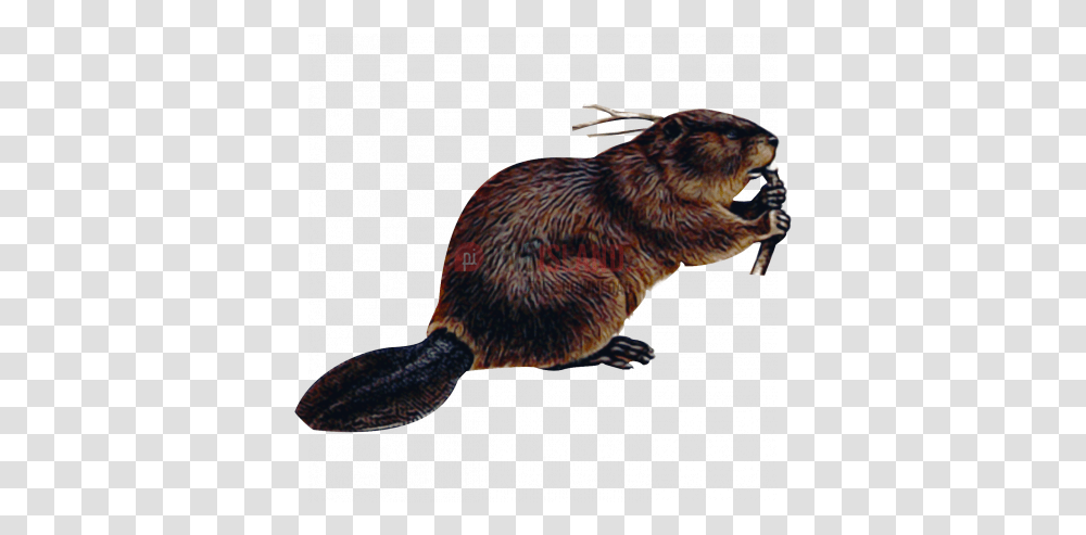 Beaver Image With Background Photo 374 Beaver, Bird, Animal, Mammal, Rodent Transparent Png