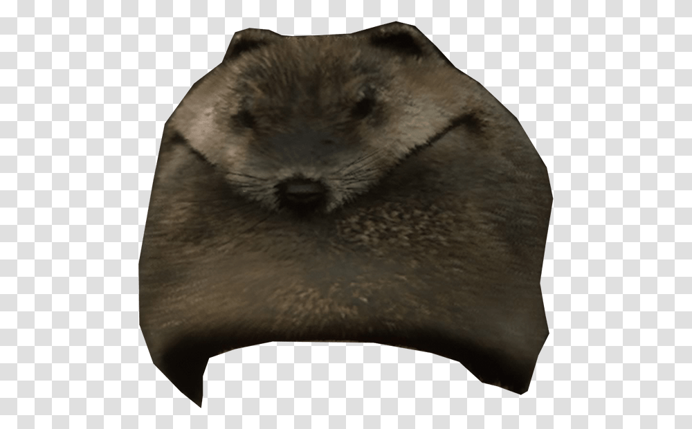 Beaver Mountain Hat Min Cushion, Wildlife, Animal, Mammal, Otter Transparent Png