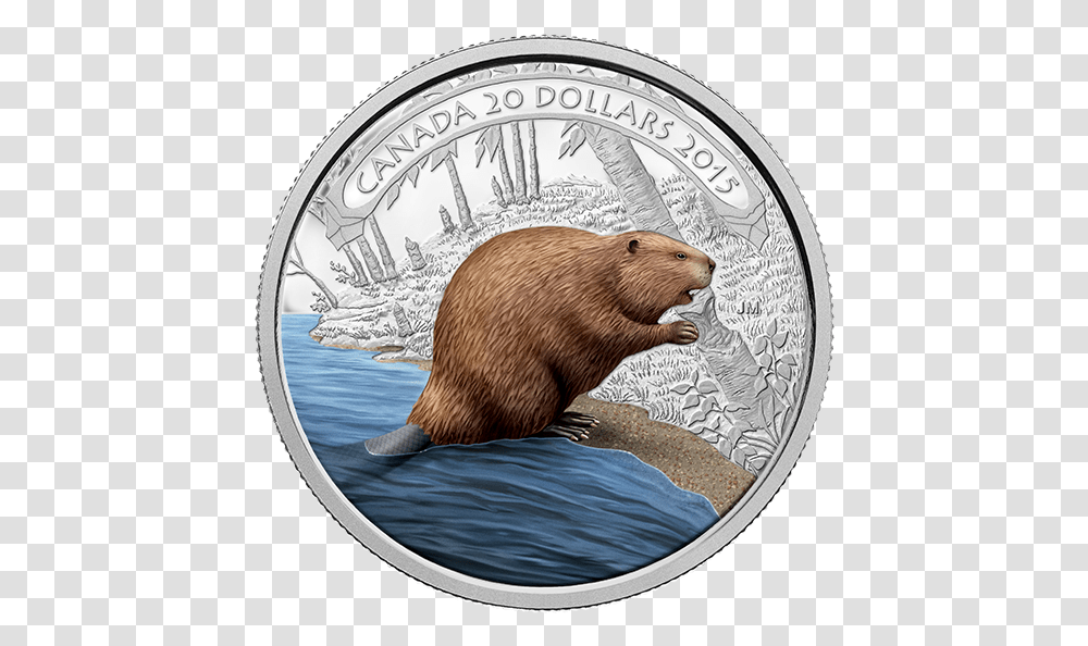Beaver Of Canada, Mammal, Animal, Wildlife, Bear Transparent Png