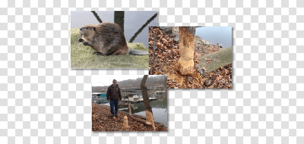 Beaver Removal - Adair's Animal Nuisance Trapping Soil, Person, Human, Wildlife, Rodent Transparent Png
