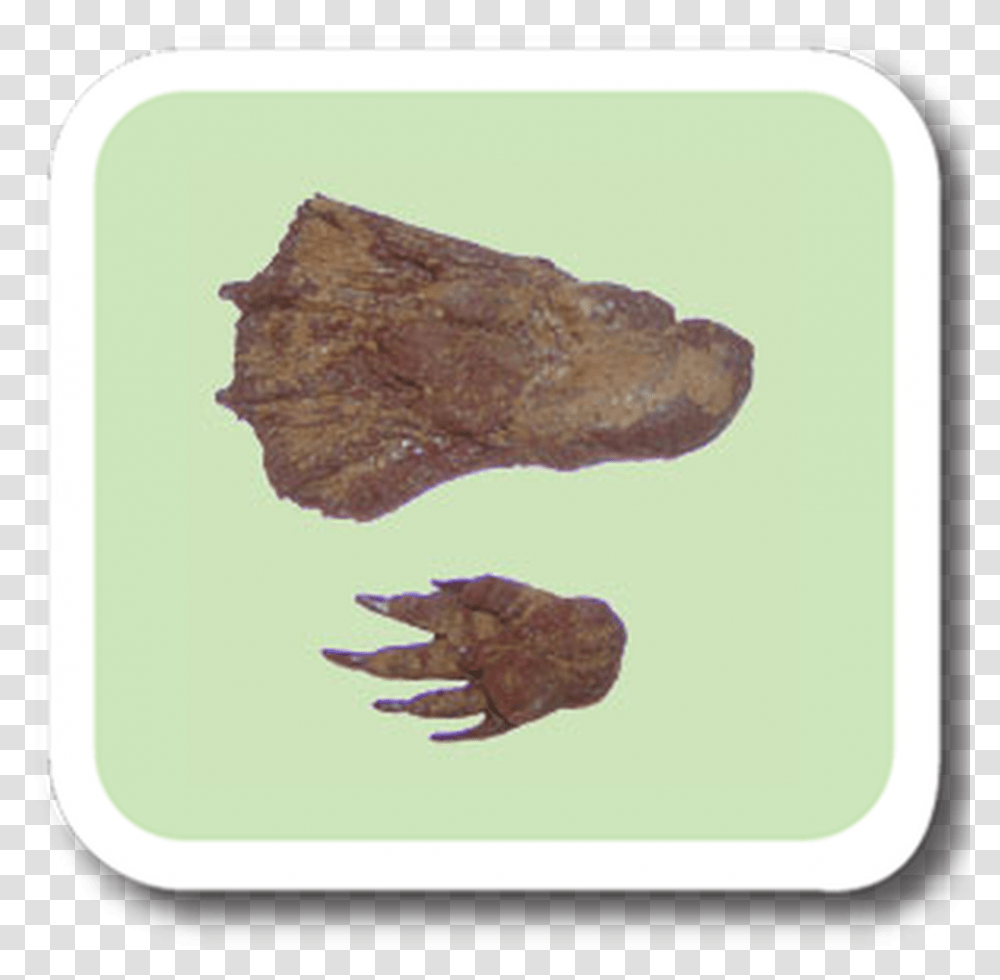 Beaver Replitrack Roast Beef, Accessories, Accessory, Gemstone, Jewelry Transparent Png