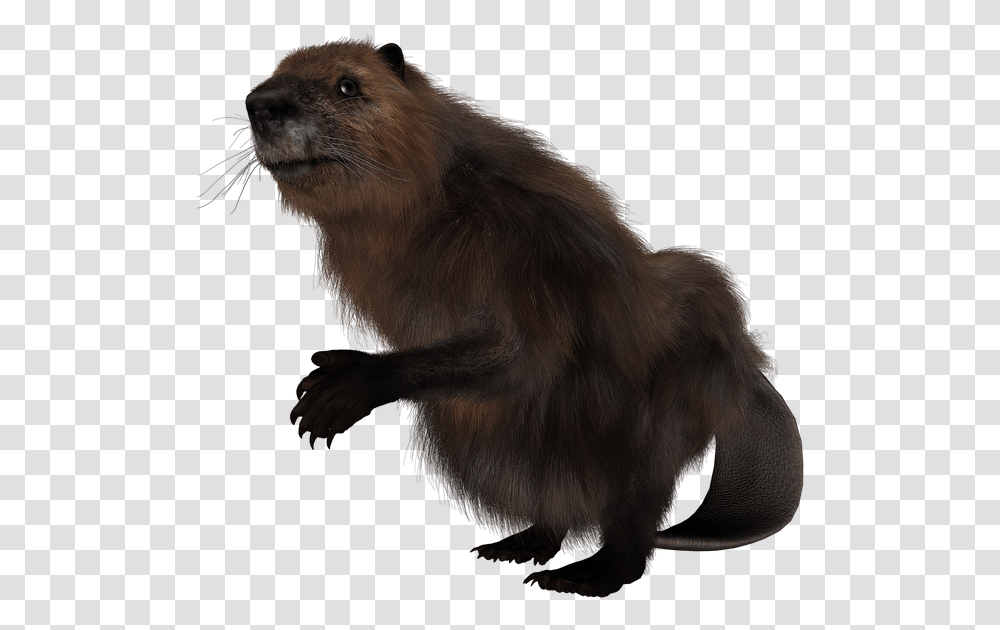 Beaver Rodent Animal Free Image On Pixabay Beaver Rodent, Wildlife, Mammal, Dog, Pet Transparent Png